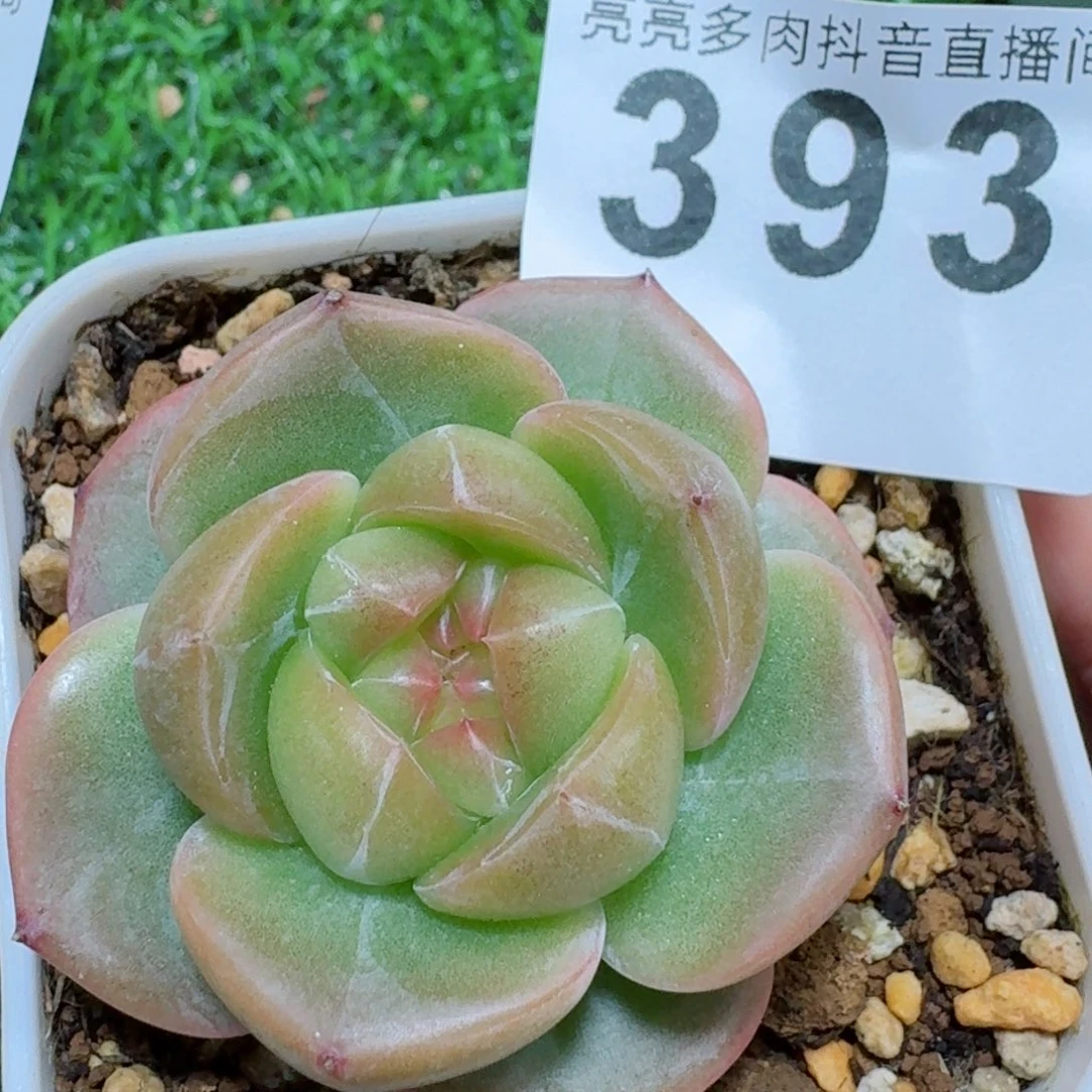 孤品珍妮         精品多肉