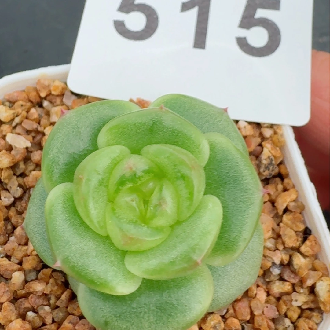 模特小绿珍妮 多肉植物