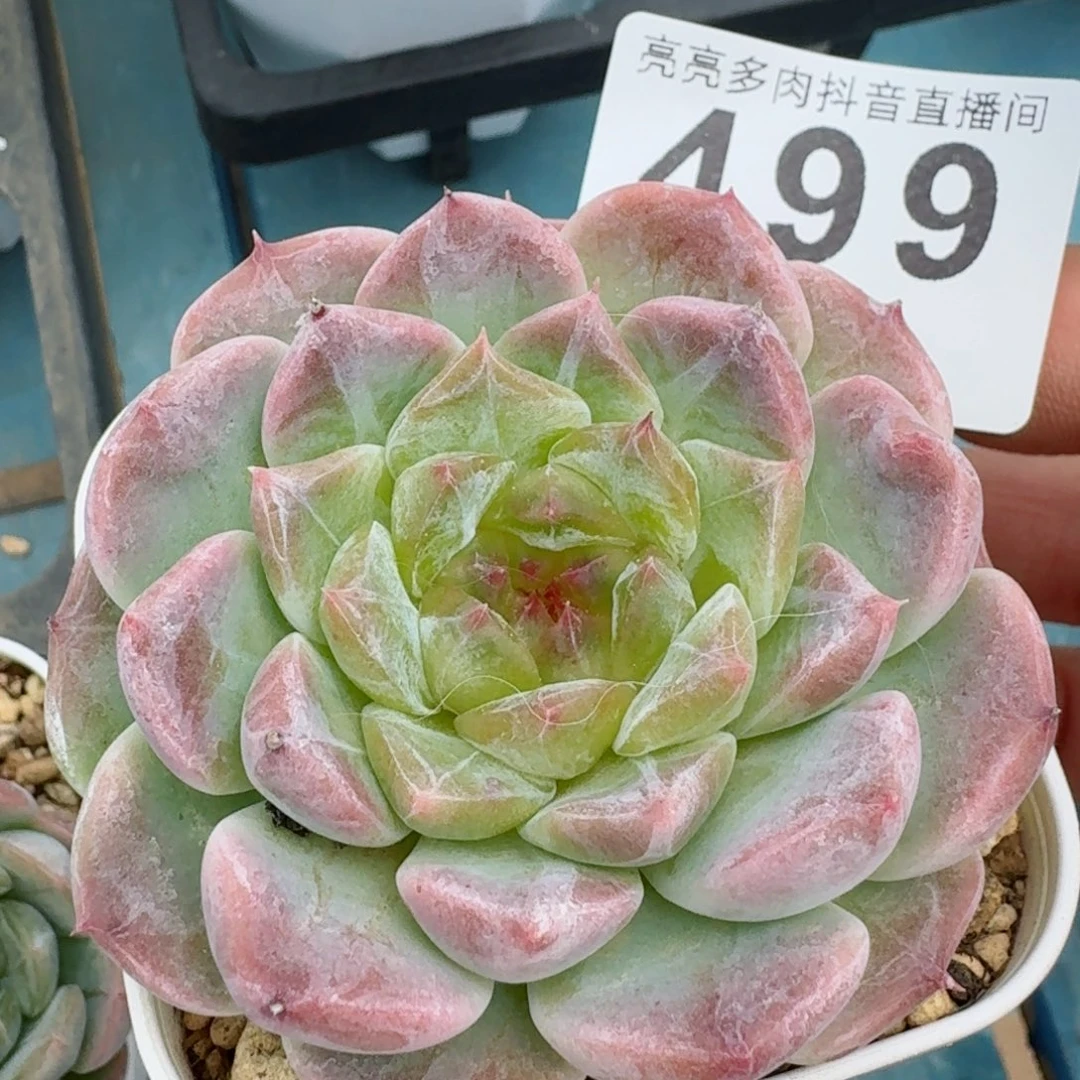 冰魄 精品多肉