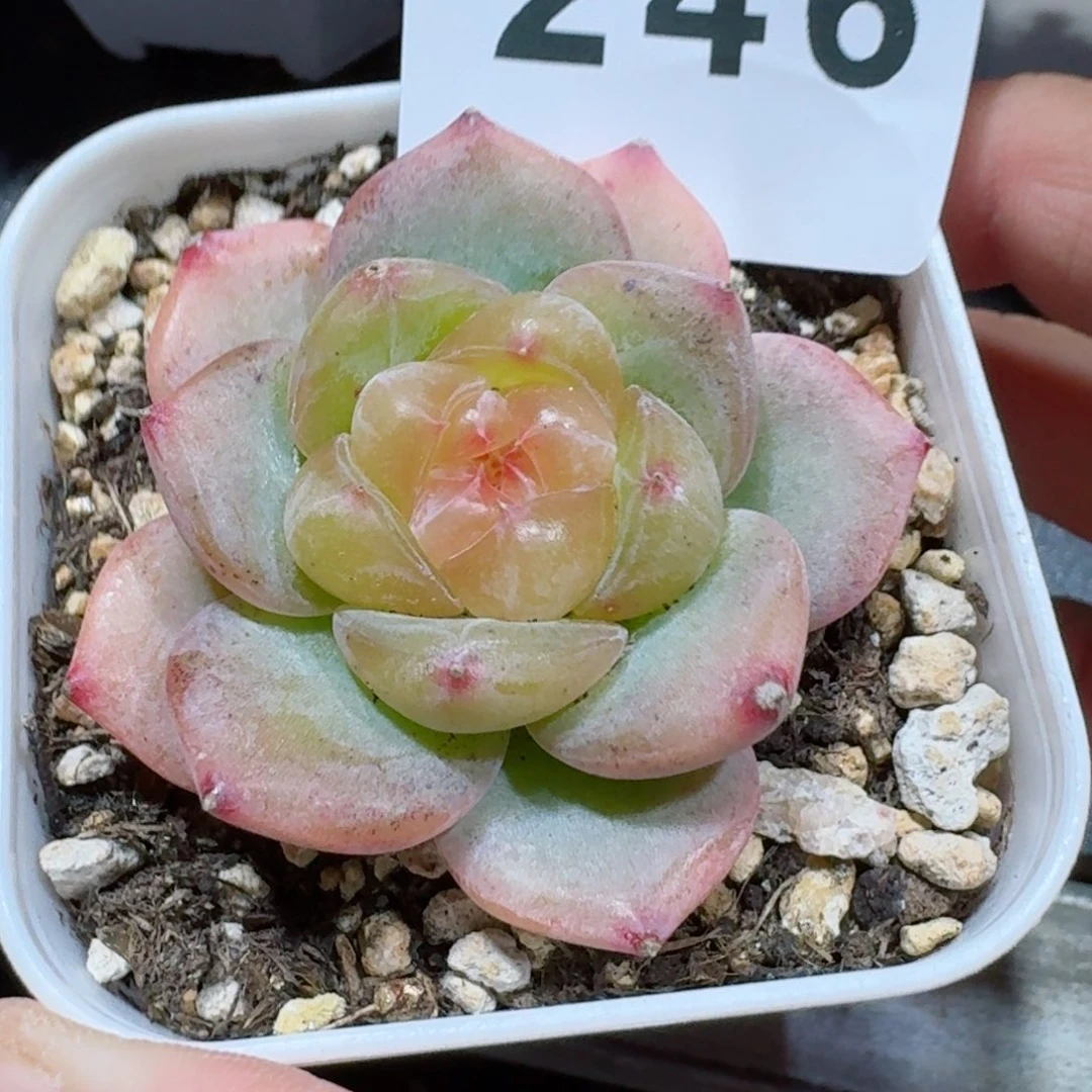 孤品珍妮         精品多肉