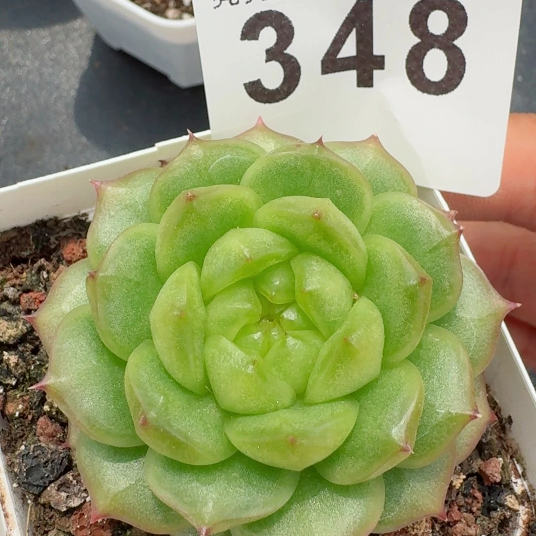 灯泡珍妮         精品多肉