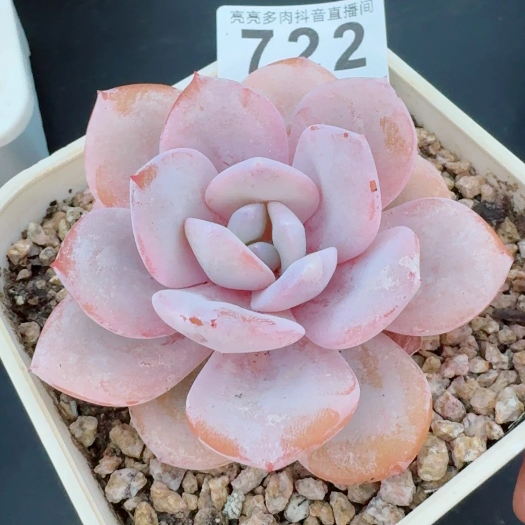 奶茶老桩         精品多肉