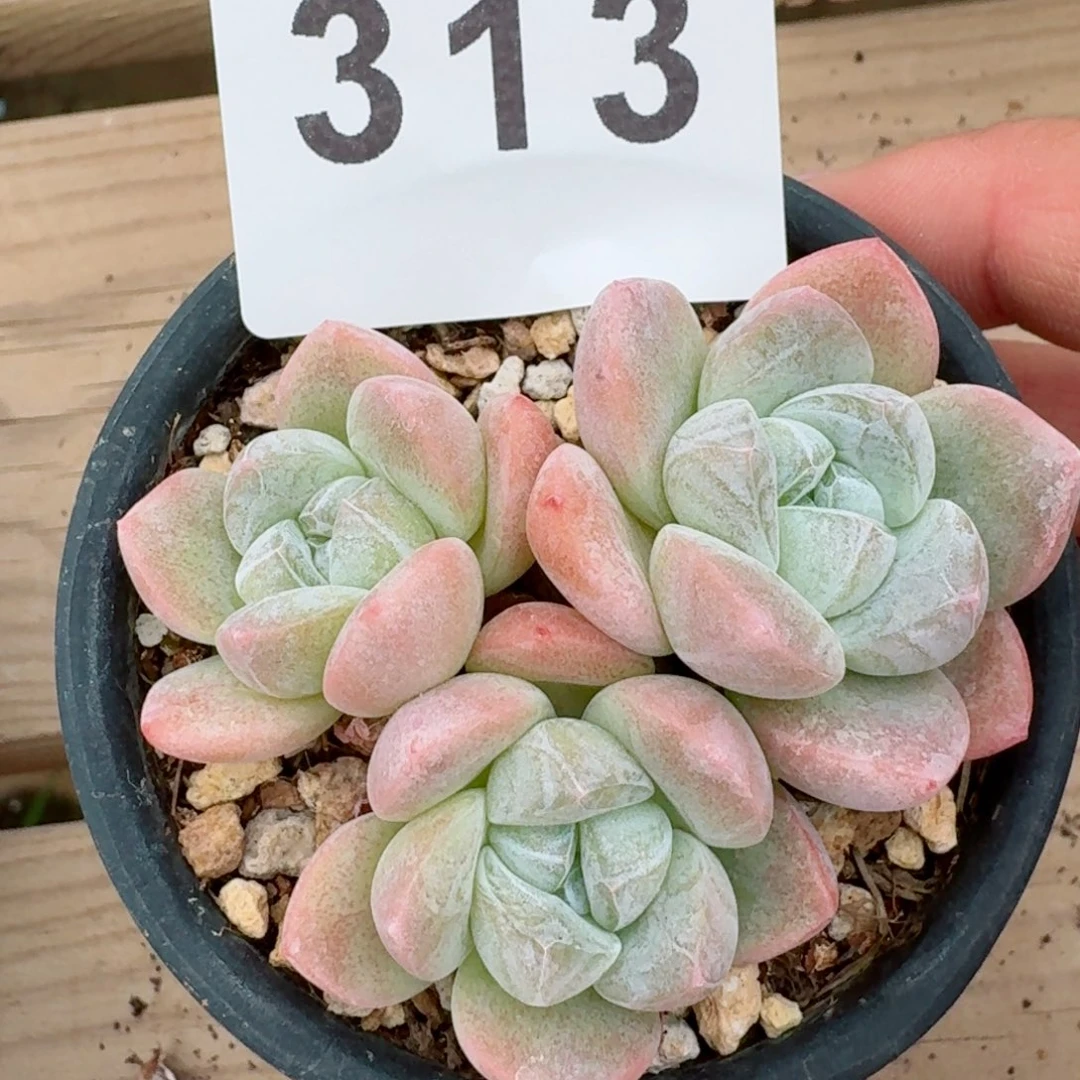 冰玉群生         精品多肉