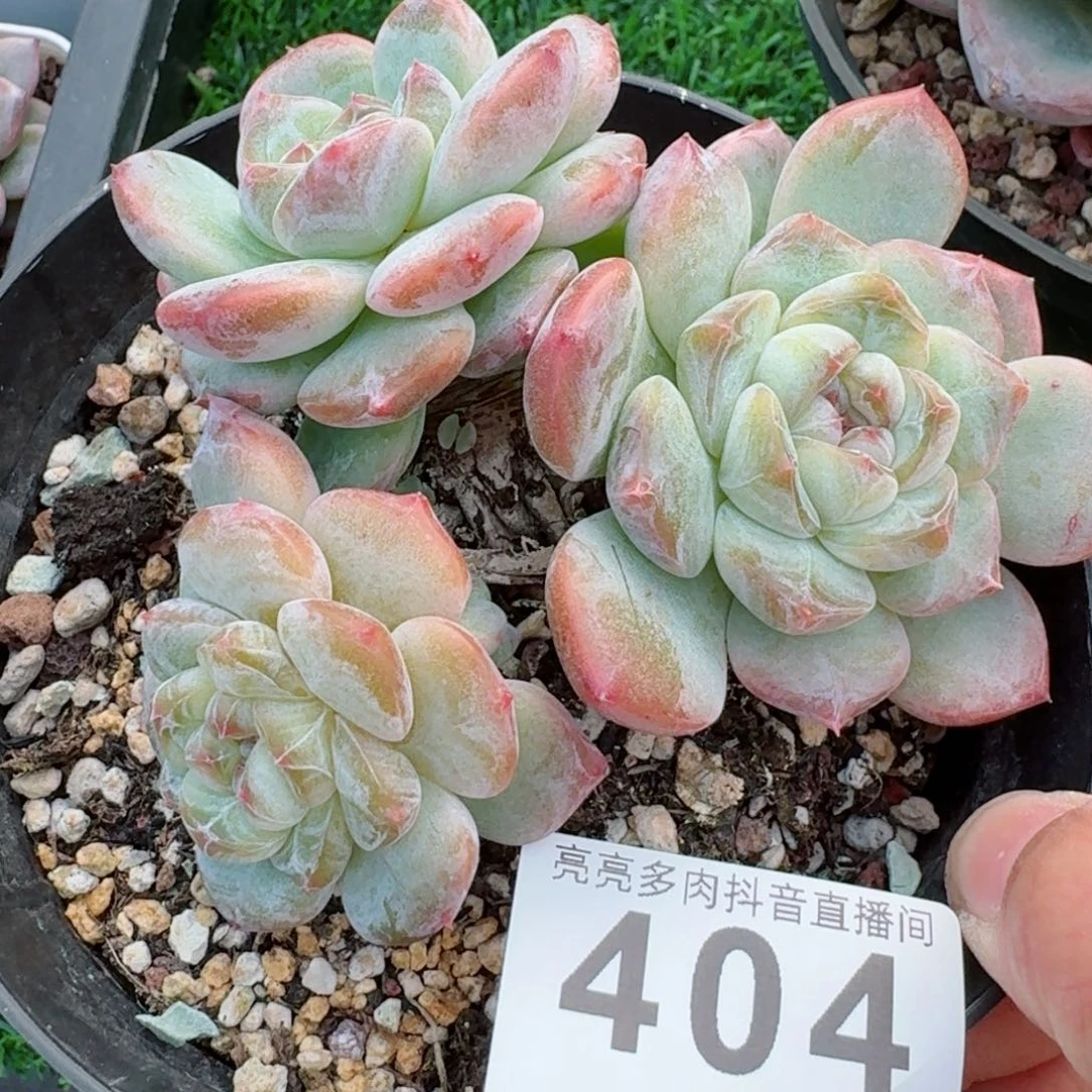 三头老桩糖心         精品多肉