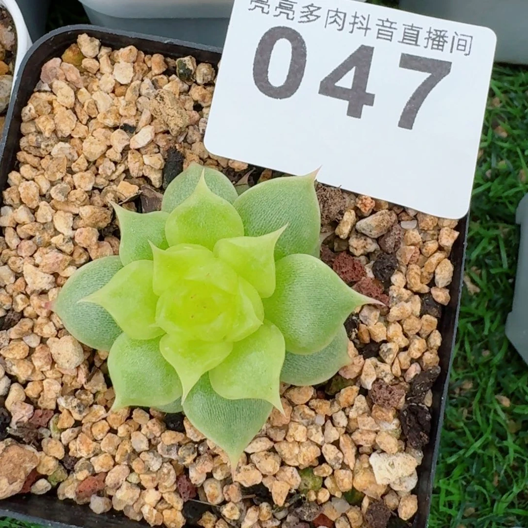 海胆珍妮         精品多肉