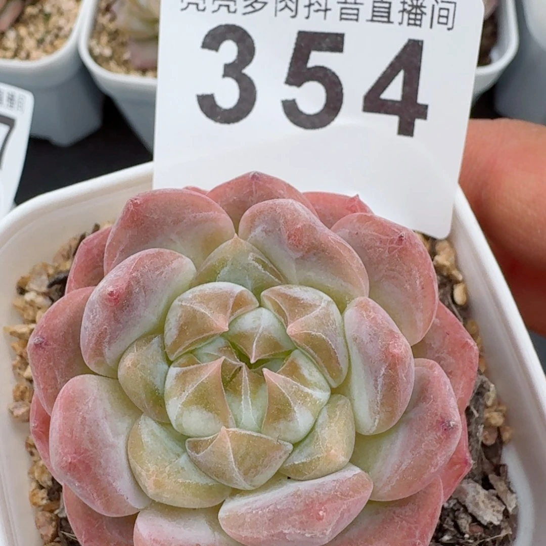 糯冰魄         精品多肉