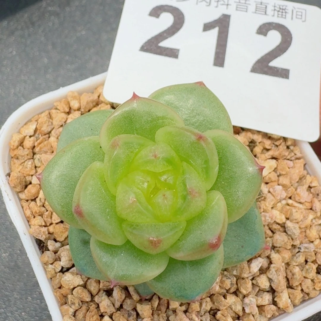 玉芷珍妮         精品多肉