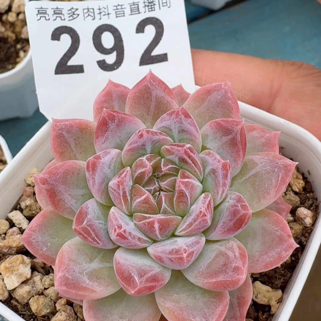 彩虹冰魄         精品多肉