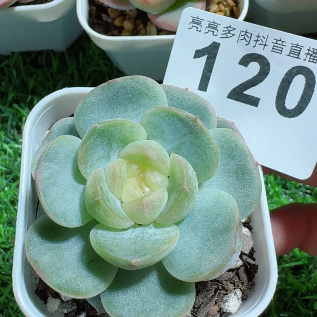 孤品白心         精品多肉