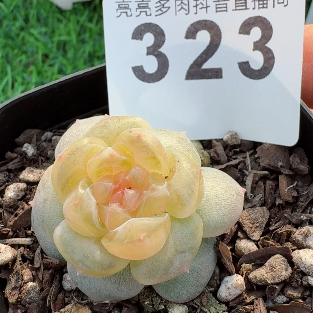 ?*子青玉案         精品多肉