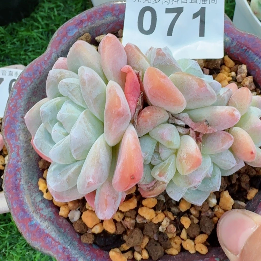 冰玉群生整装无砍