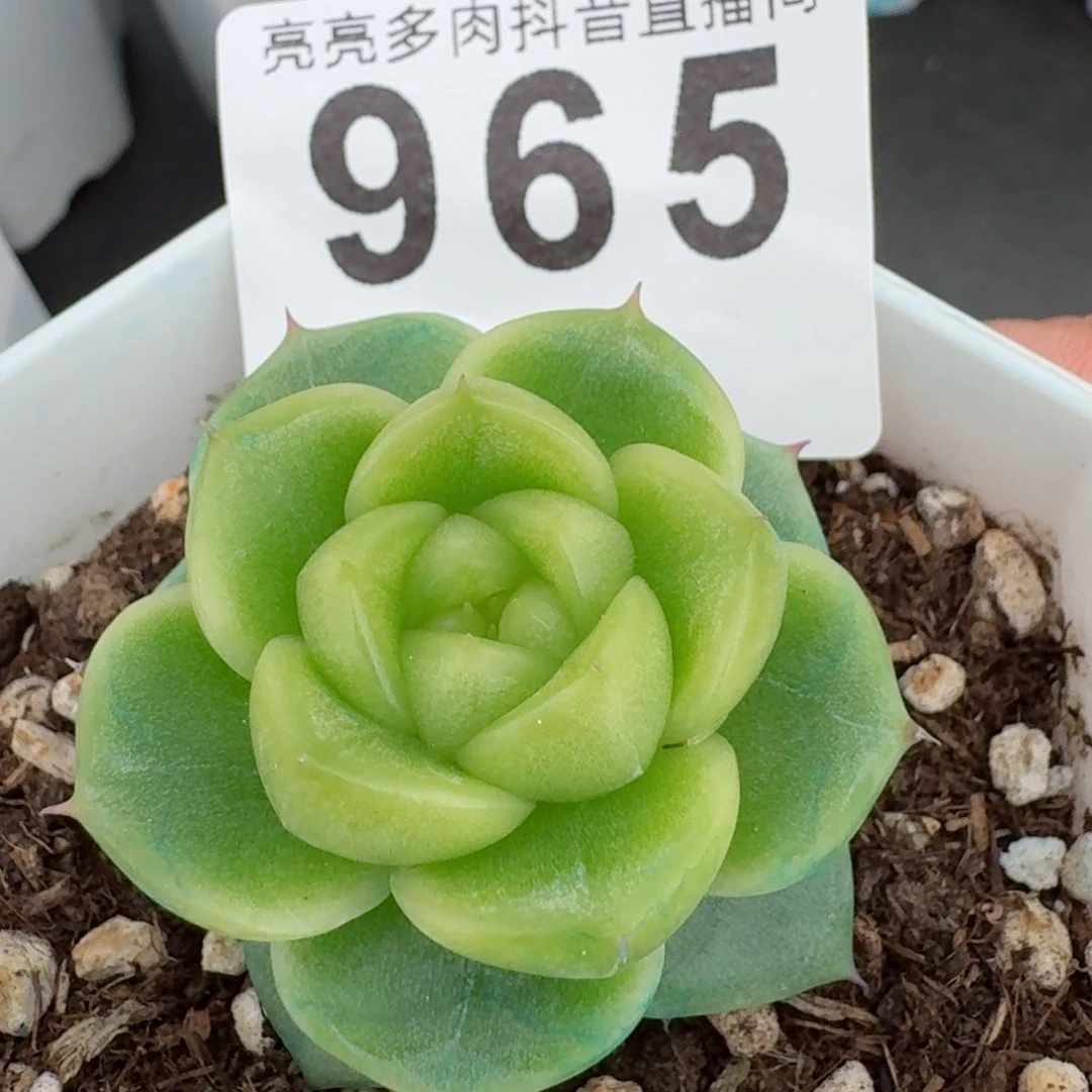 宝贝珍妮         精品多肉