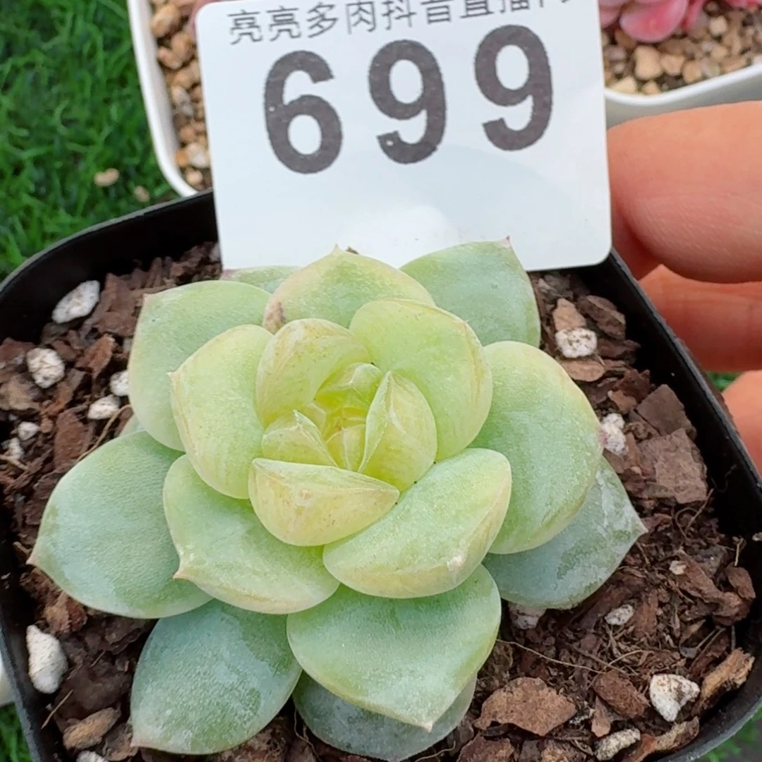 绿谛珍妮         精品多肉