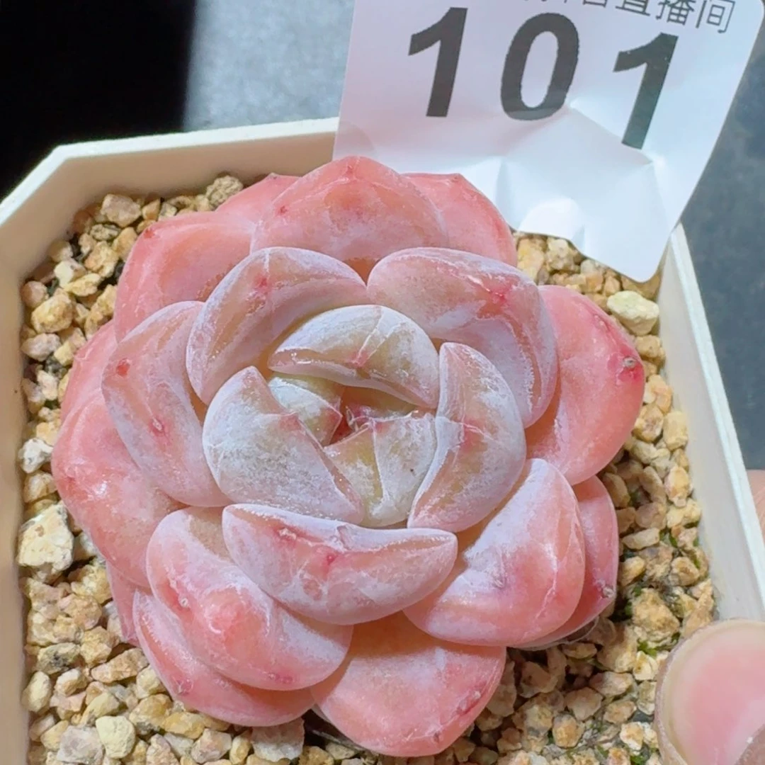 刚毅         精品多肉