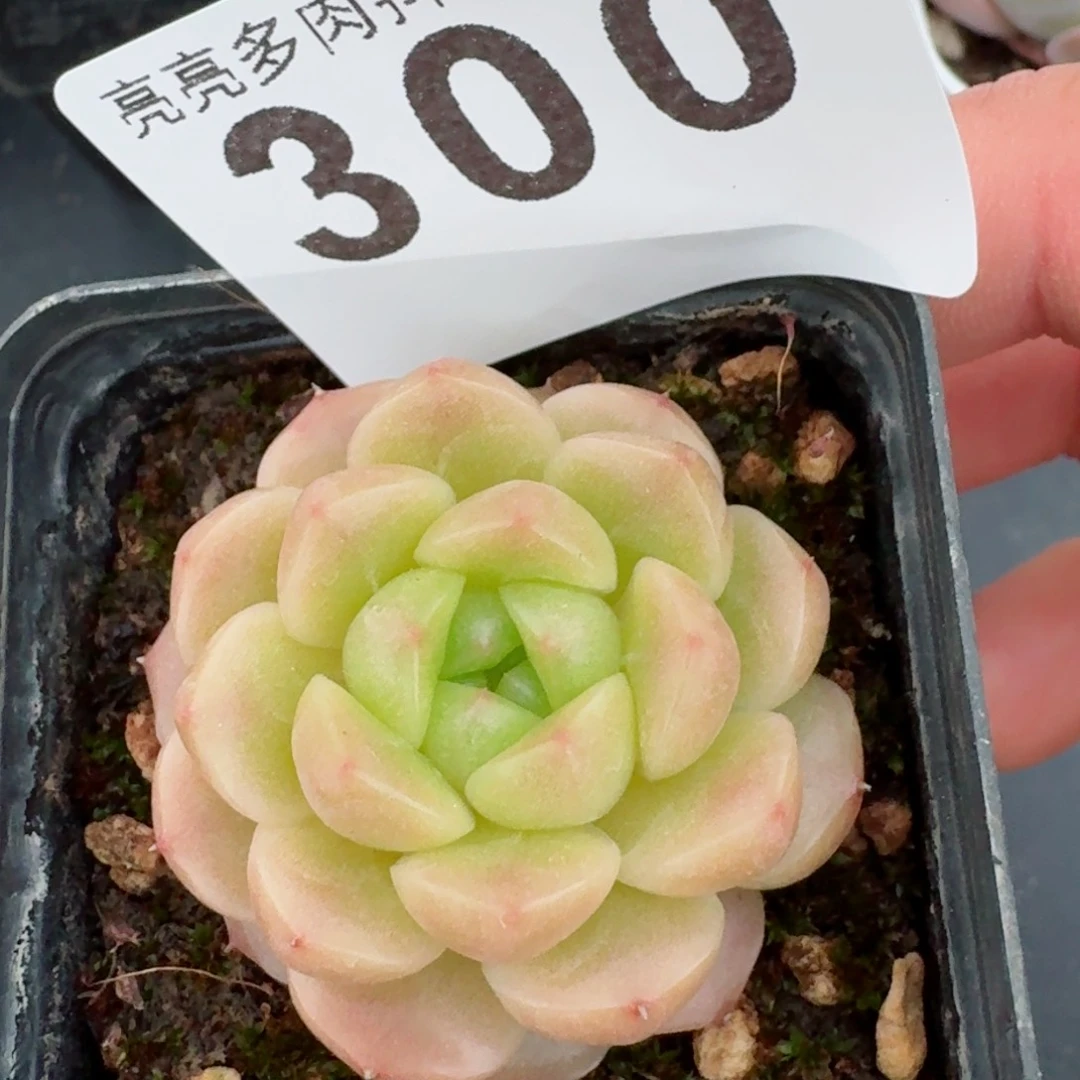 若梦珍妮         精品多肉