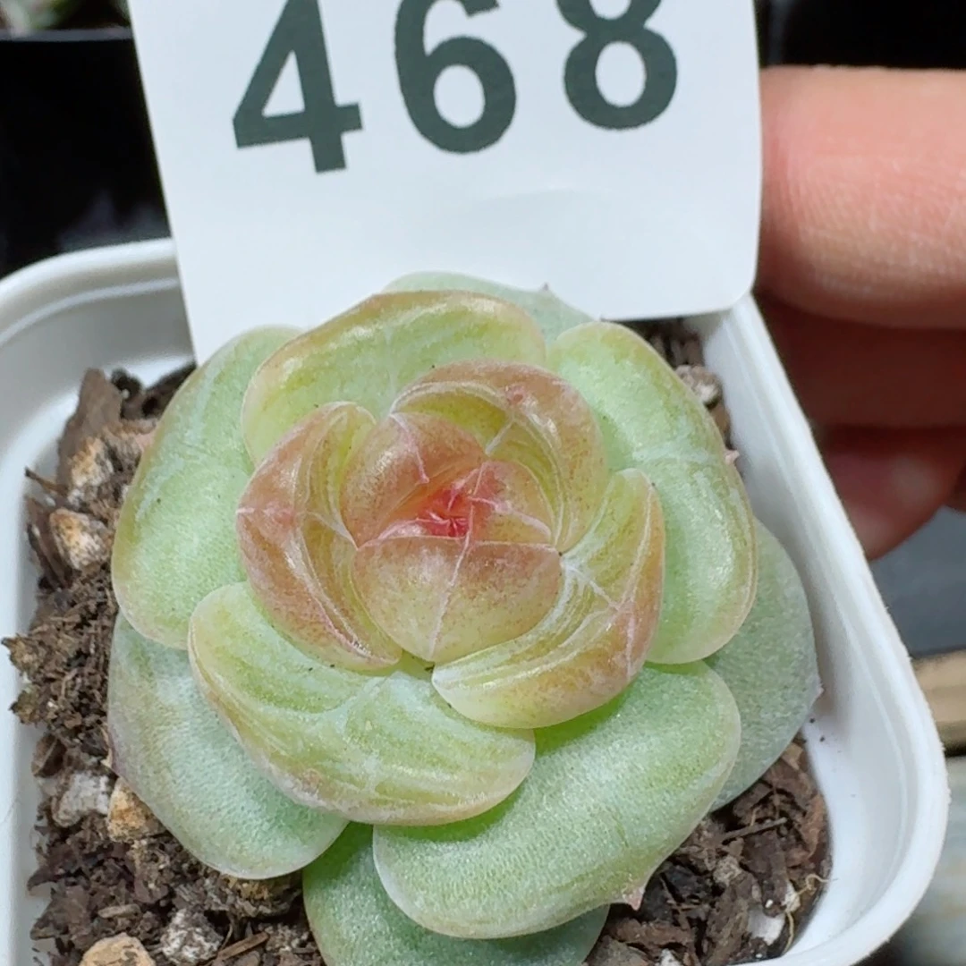 孤品新品         精品多肉