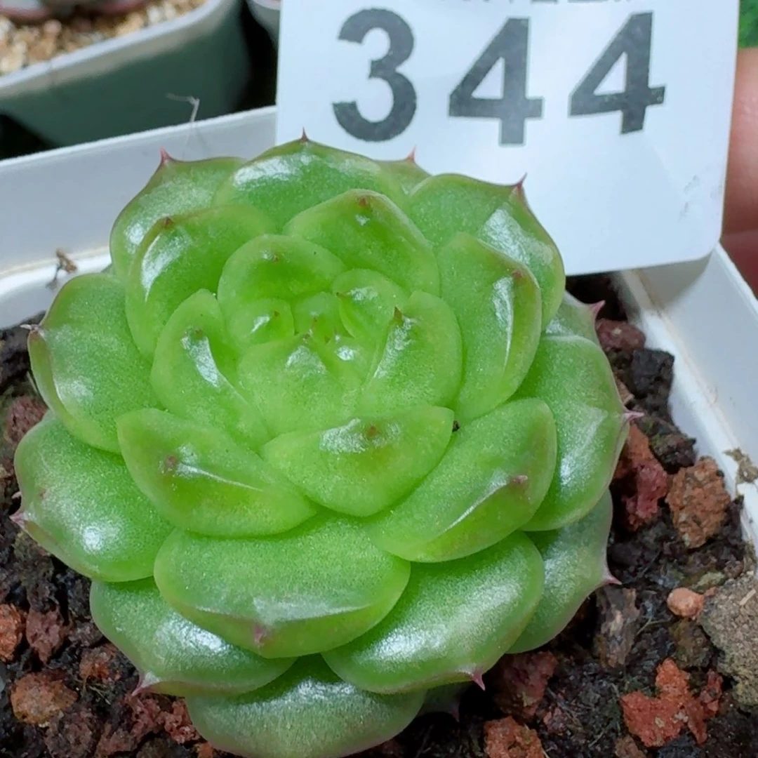 灯泡珍妮         精品多肉
