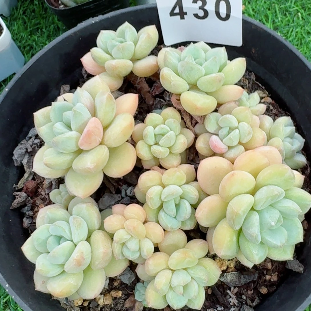 孤品老桩         精品多肉         精品多肉