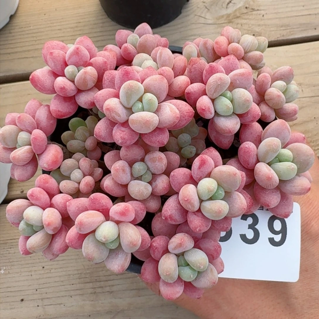 鱼子酱群生整装无砍         精品多肉