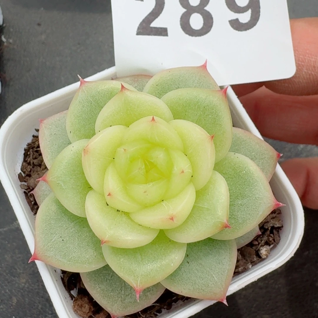 皇冠珍妮         精品多肉
