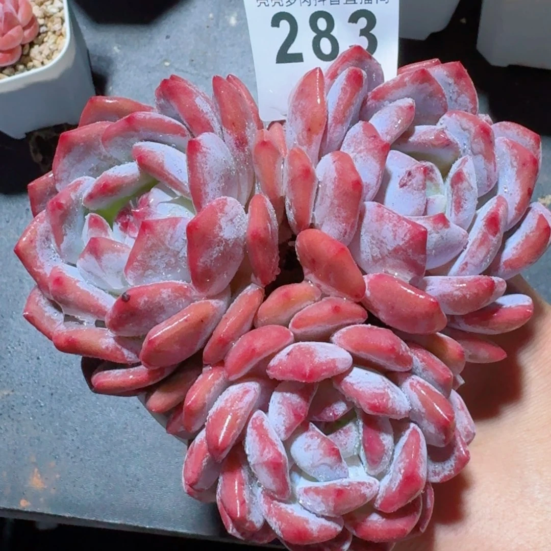 星影橙         精品多肉