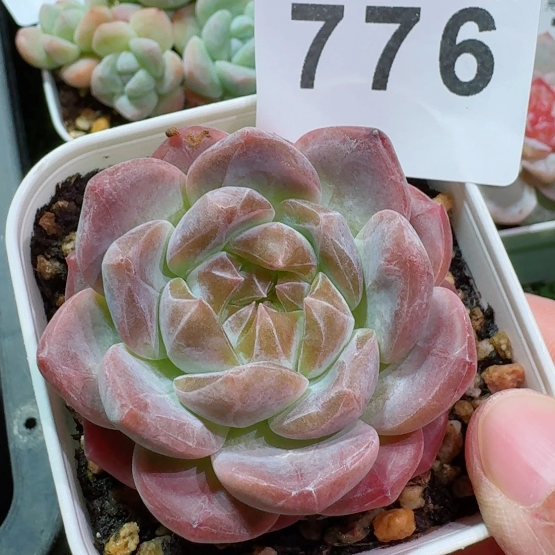 黄魄         精品多肉