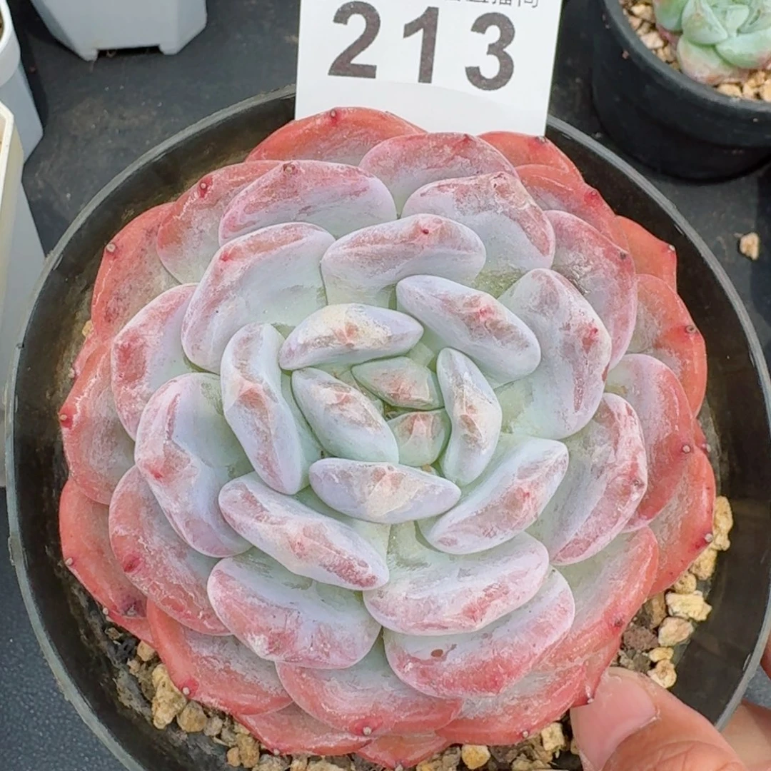 橙梦露开播福利         精品多肉