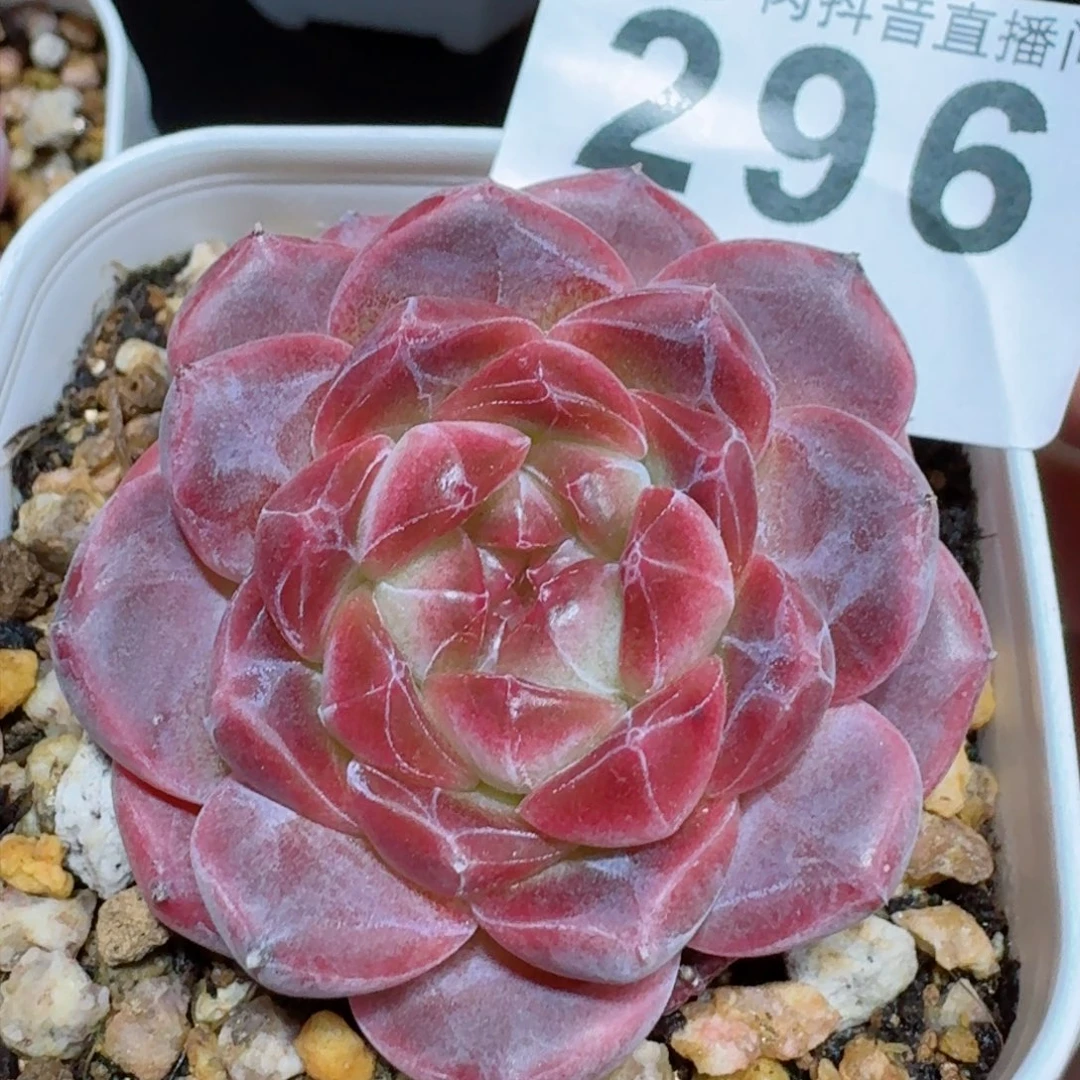 原始琥珀         精品多肉