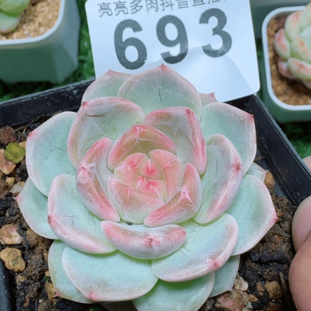 甜心蜜糖         精品多肉