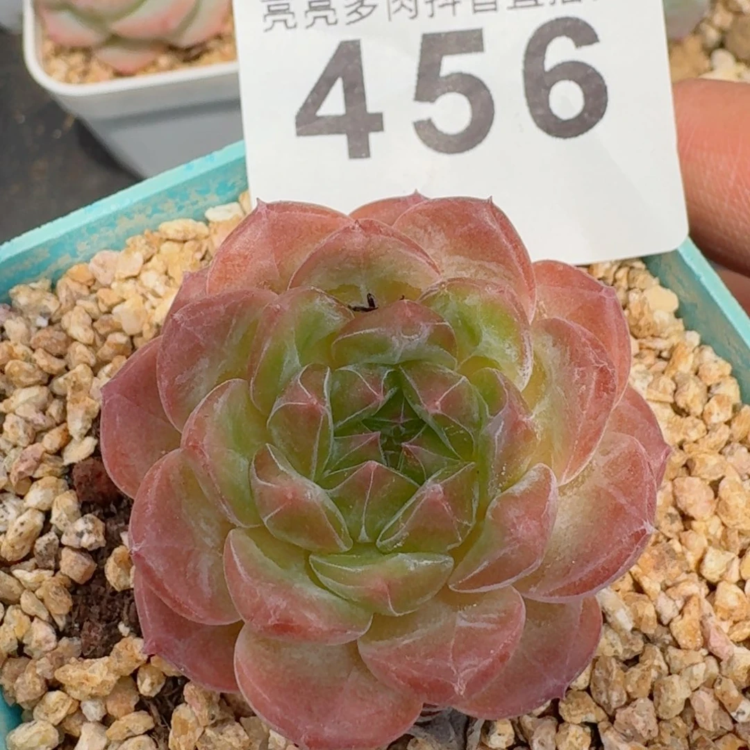 糖钻 精品多肉
