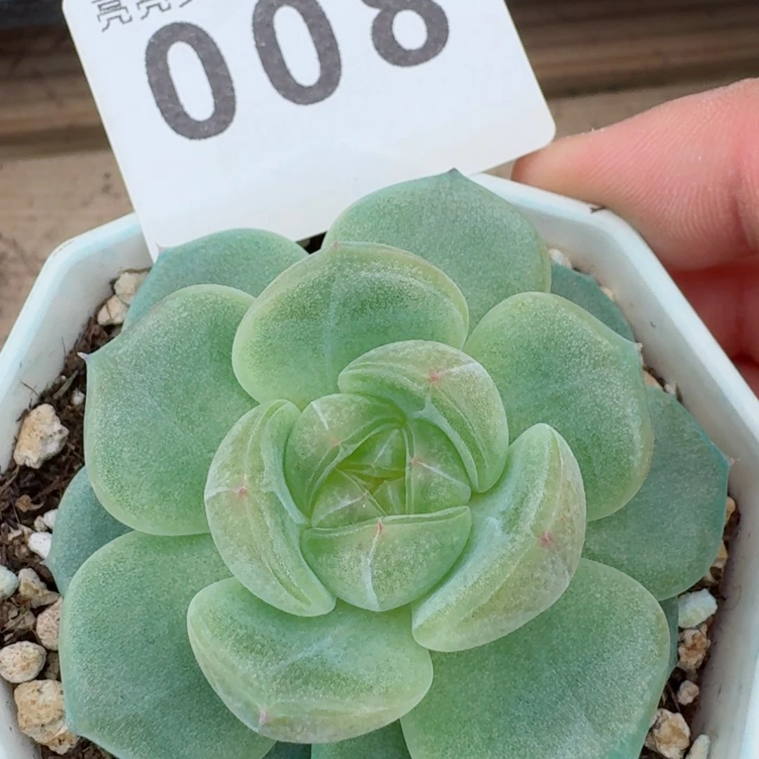月玲珑珍妮         精品多肉