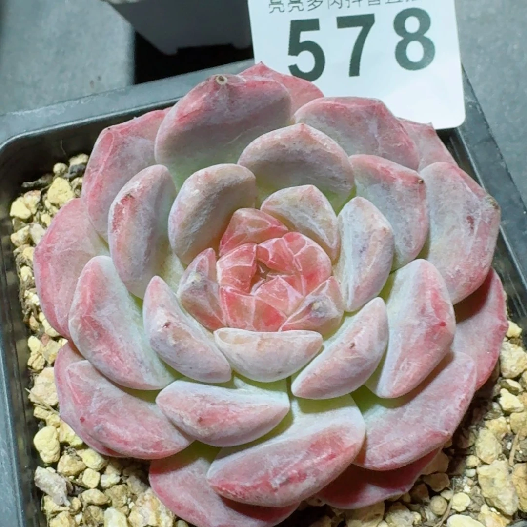 奔****圆冰魄母本       多肉植物