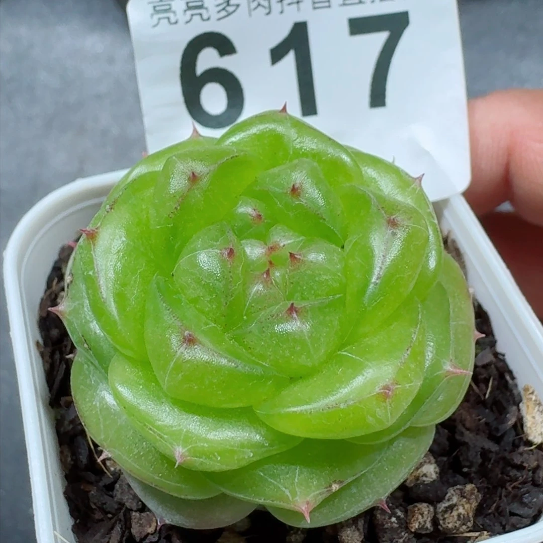 无双珍妮         精品多肉