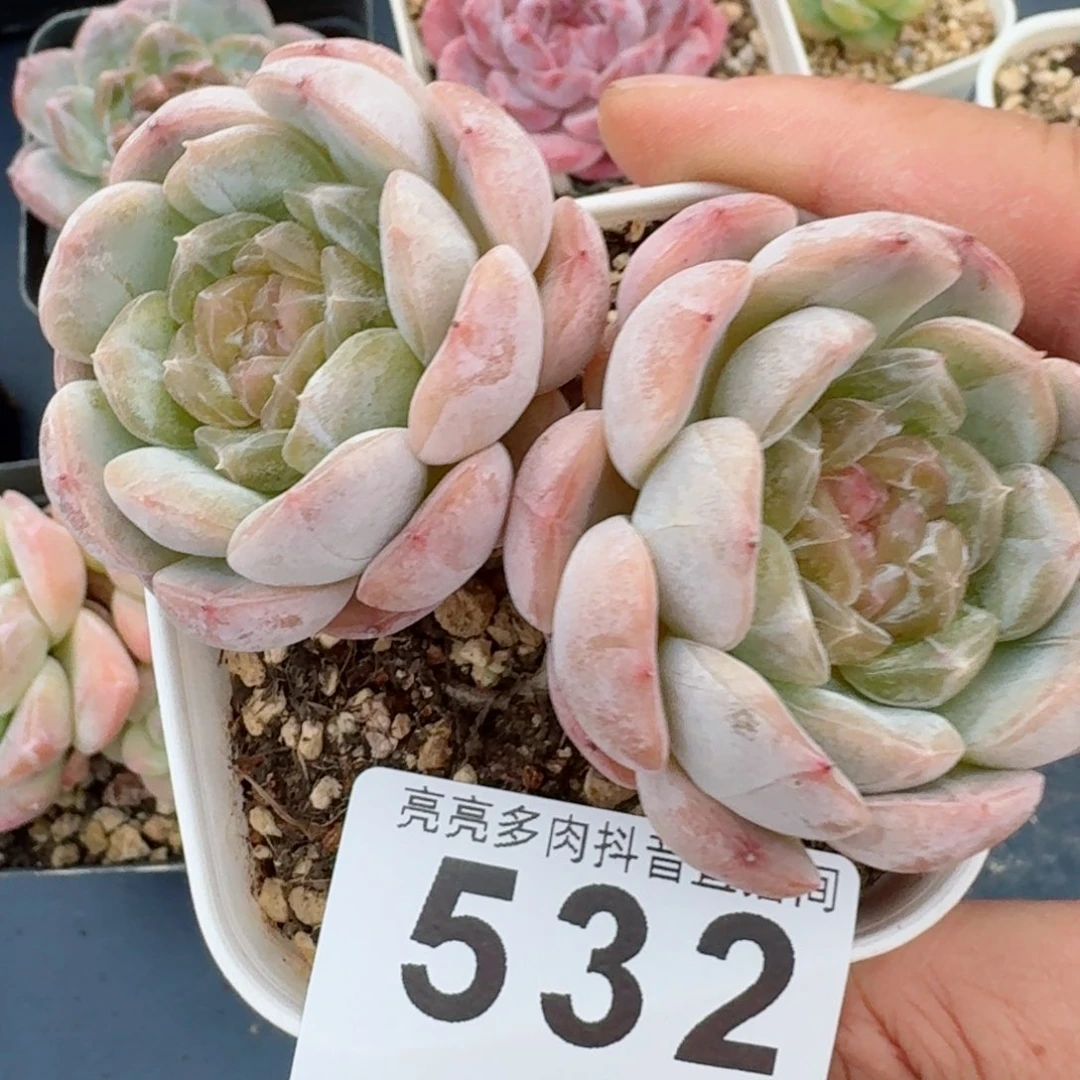 @*豆白色恋人         精品多肉