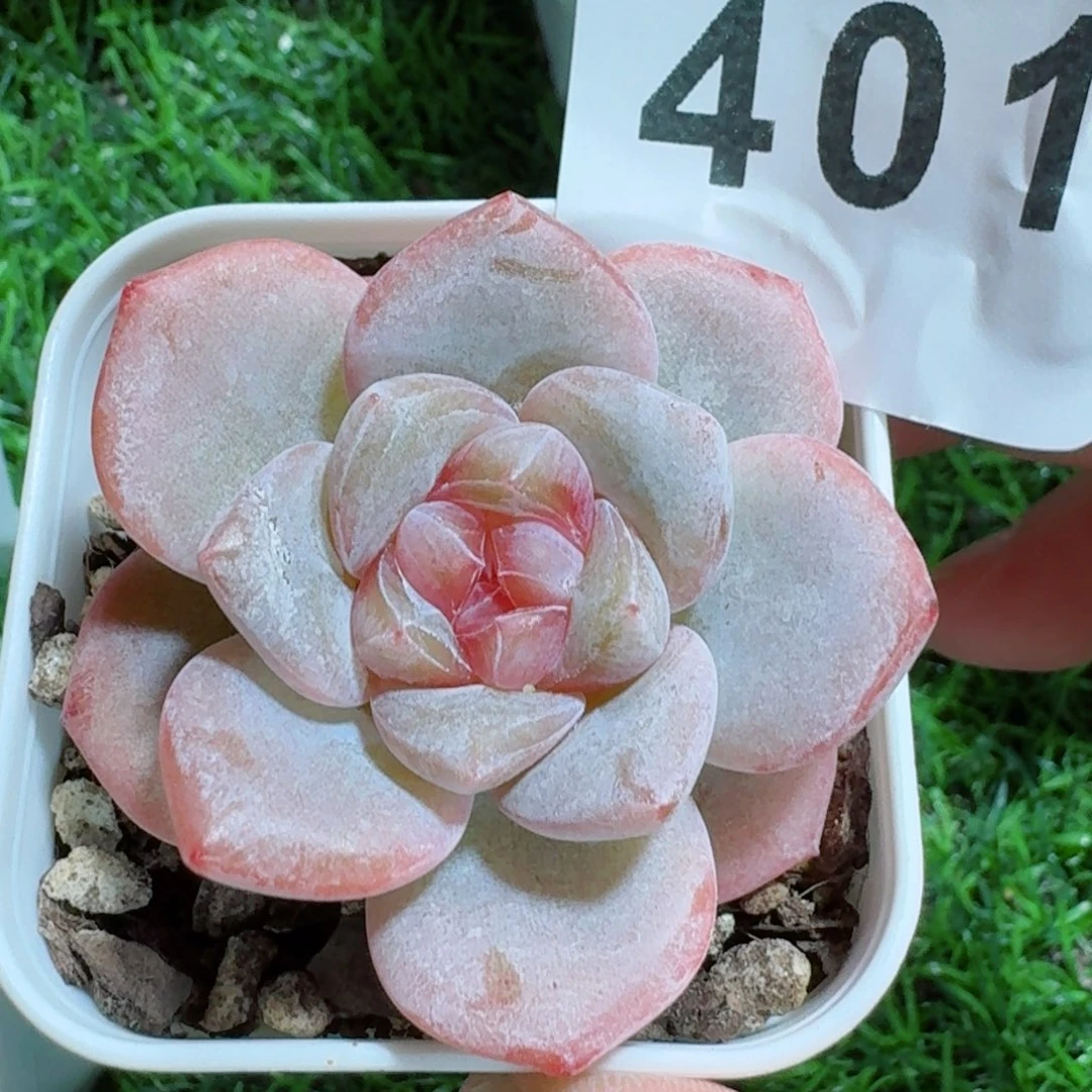 桃花诺         精品多肉