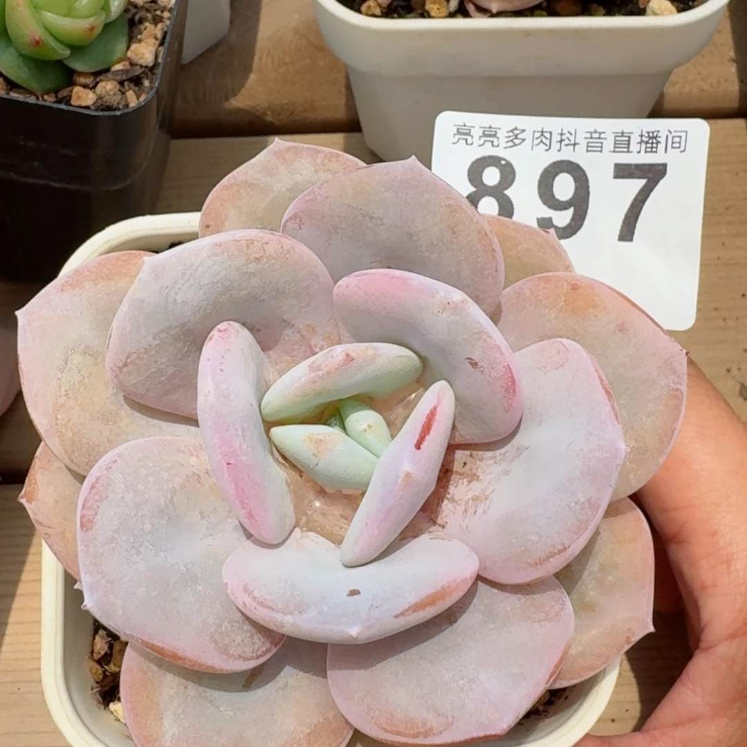 奶茶 精品多肉