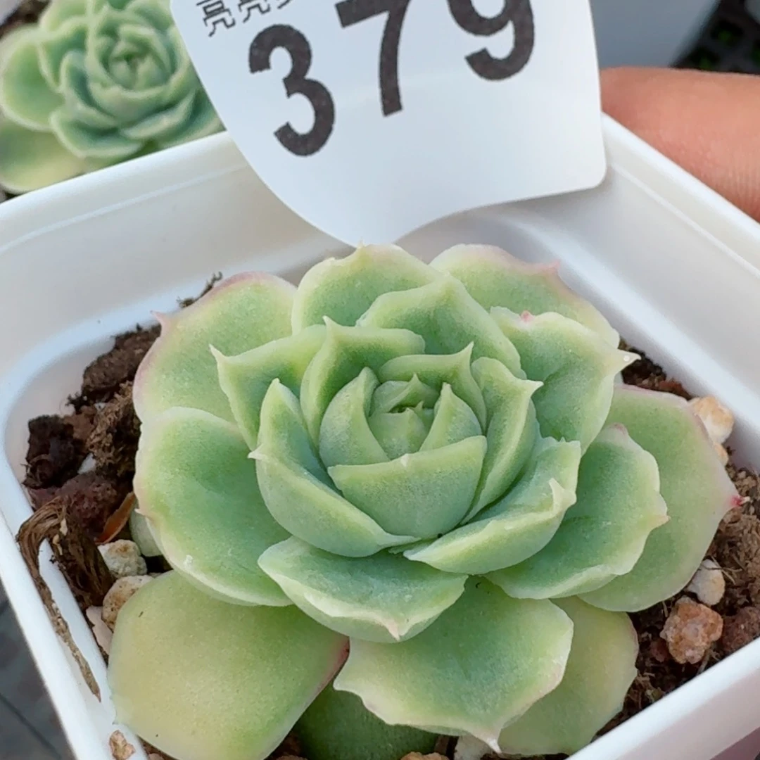 水晶虾饺         精品多肉