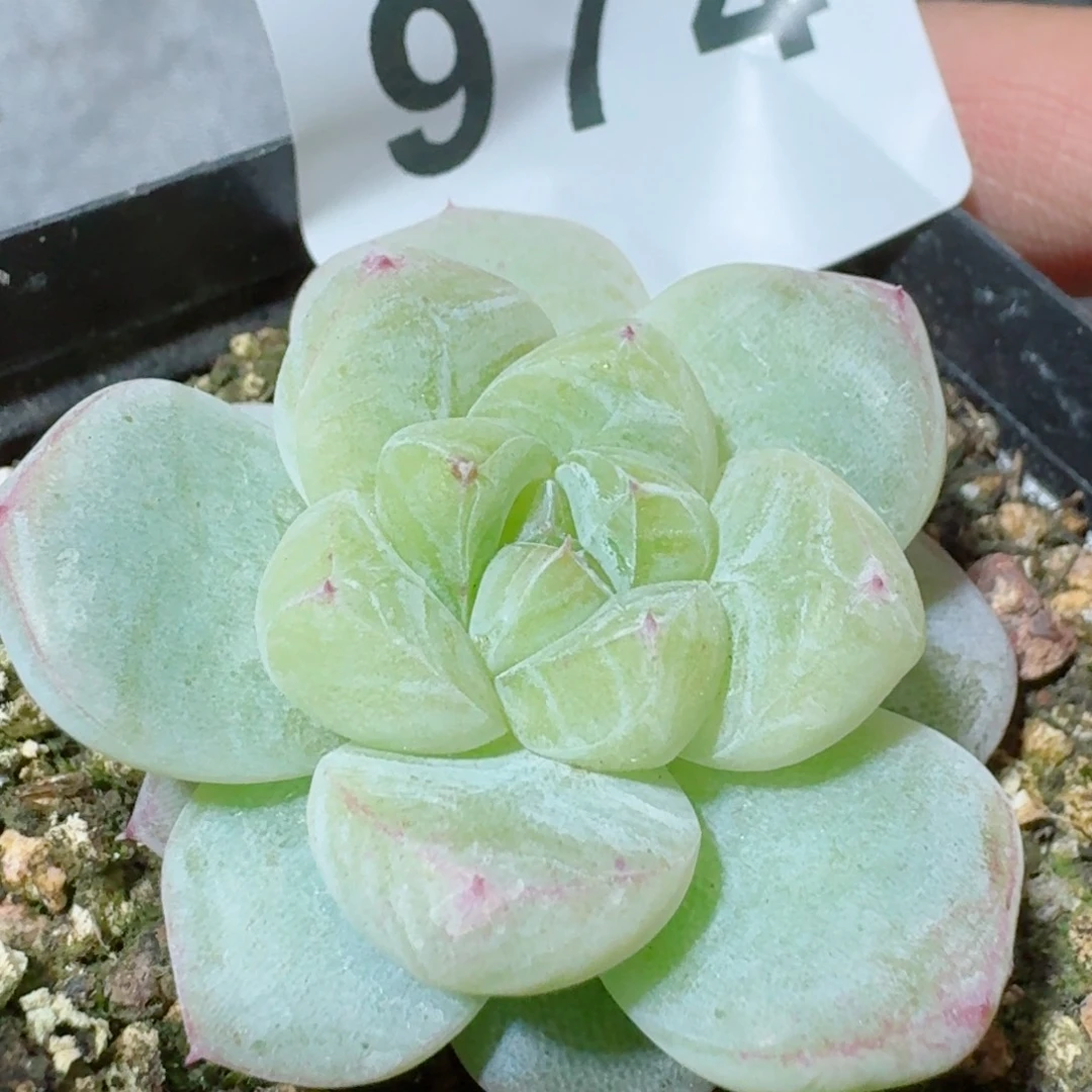 白泽福利         精品多肉