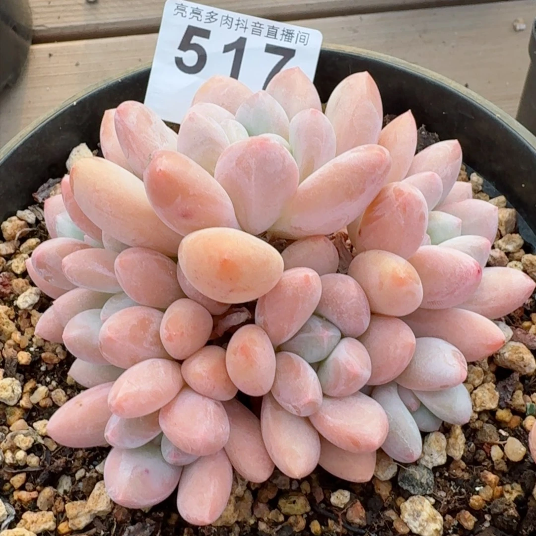 香水群生整装无砍         精品多肉