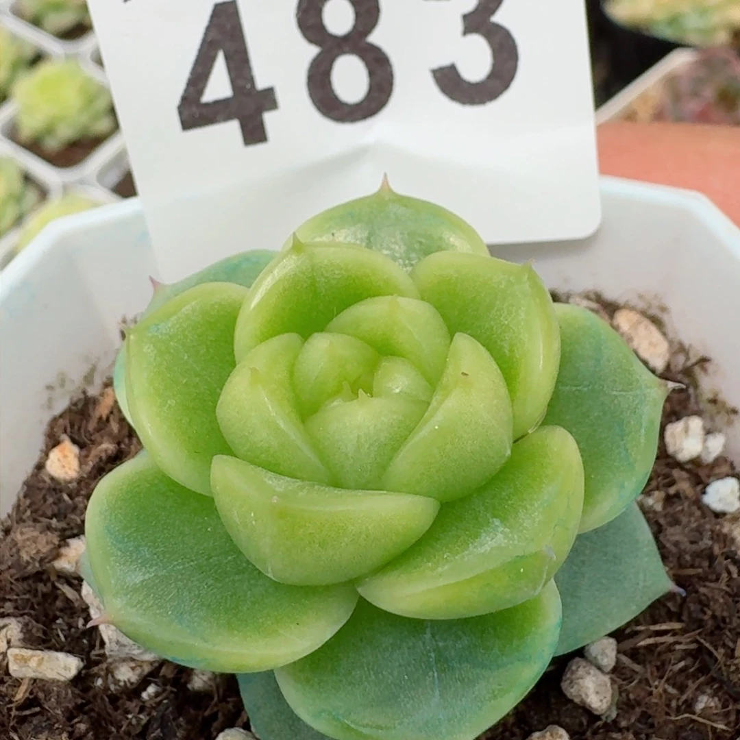 宝贝珍妮         精品多肉