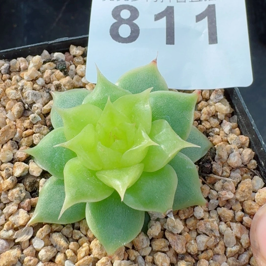 海胆珍妮         精品多肉