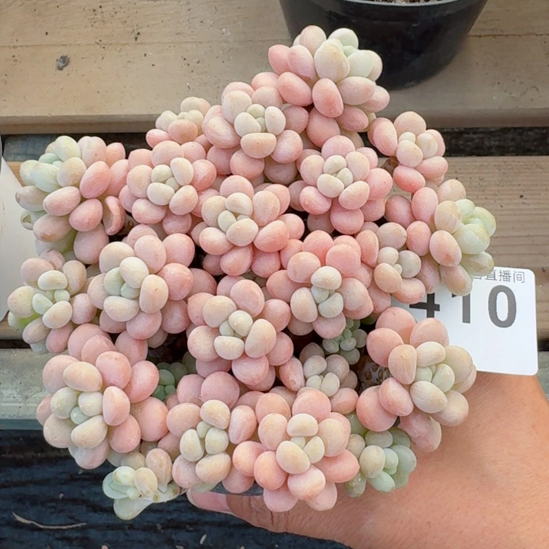 洛可可老桩福利          精品多肉