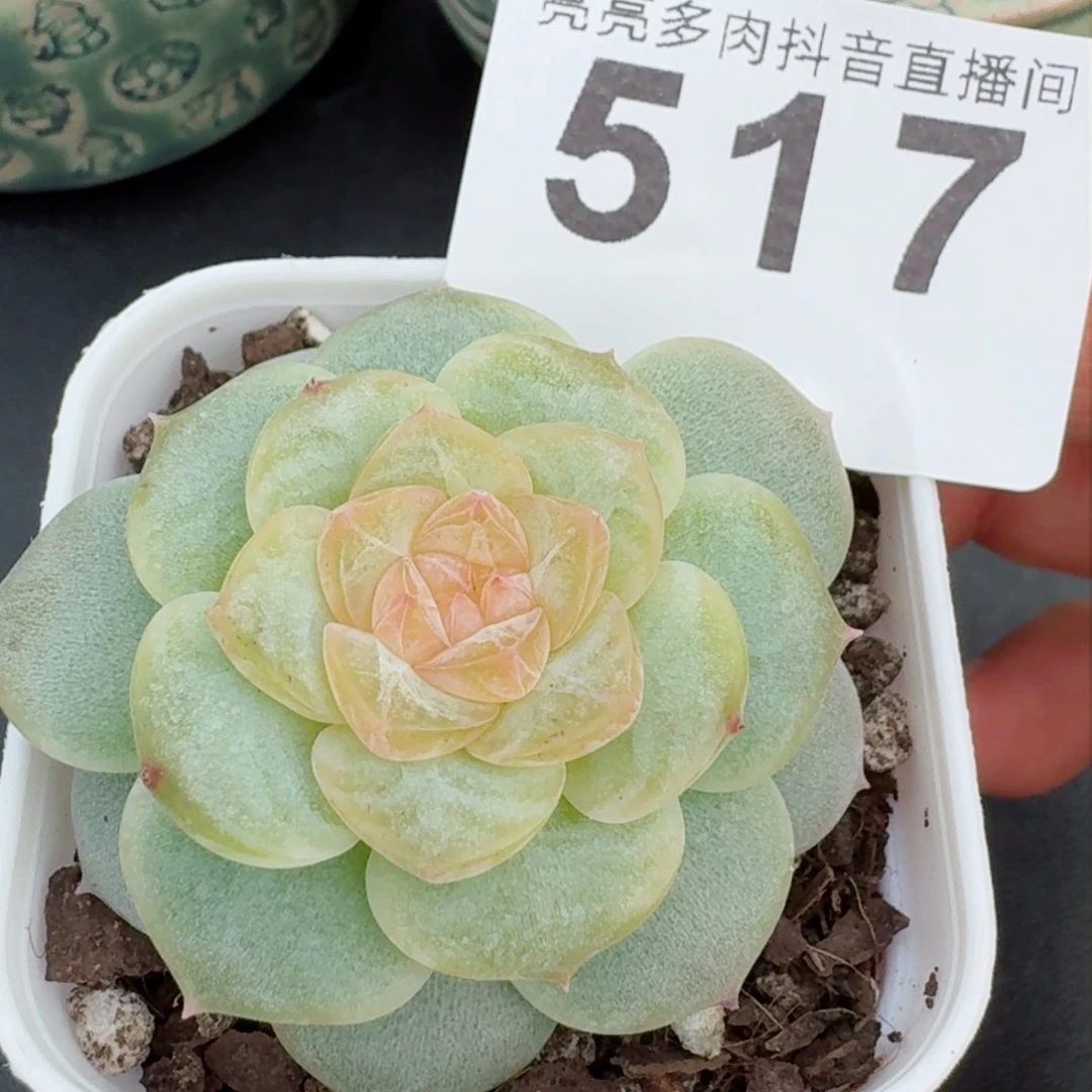 扶摇          精品多肉