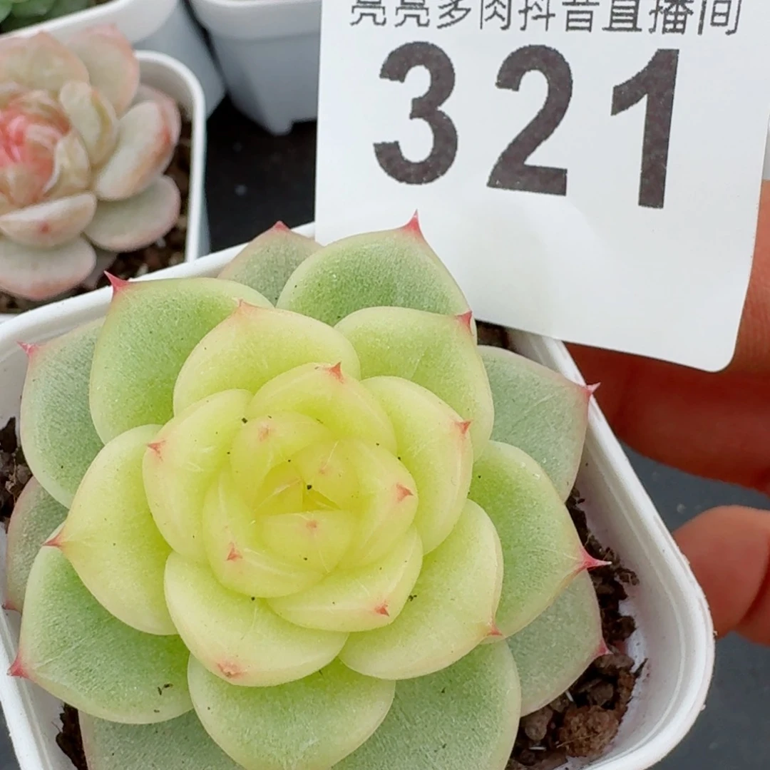皇冠珍妮 精品多肉