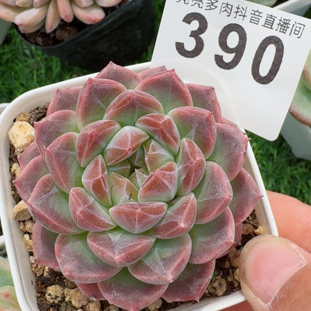 巧克力冰魄 精品多肉