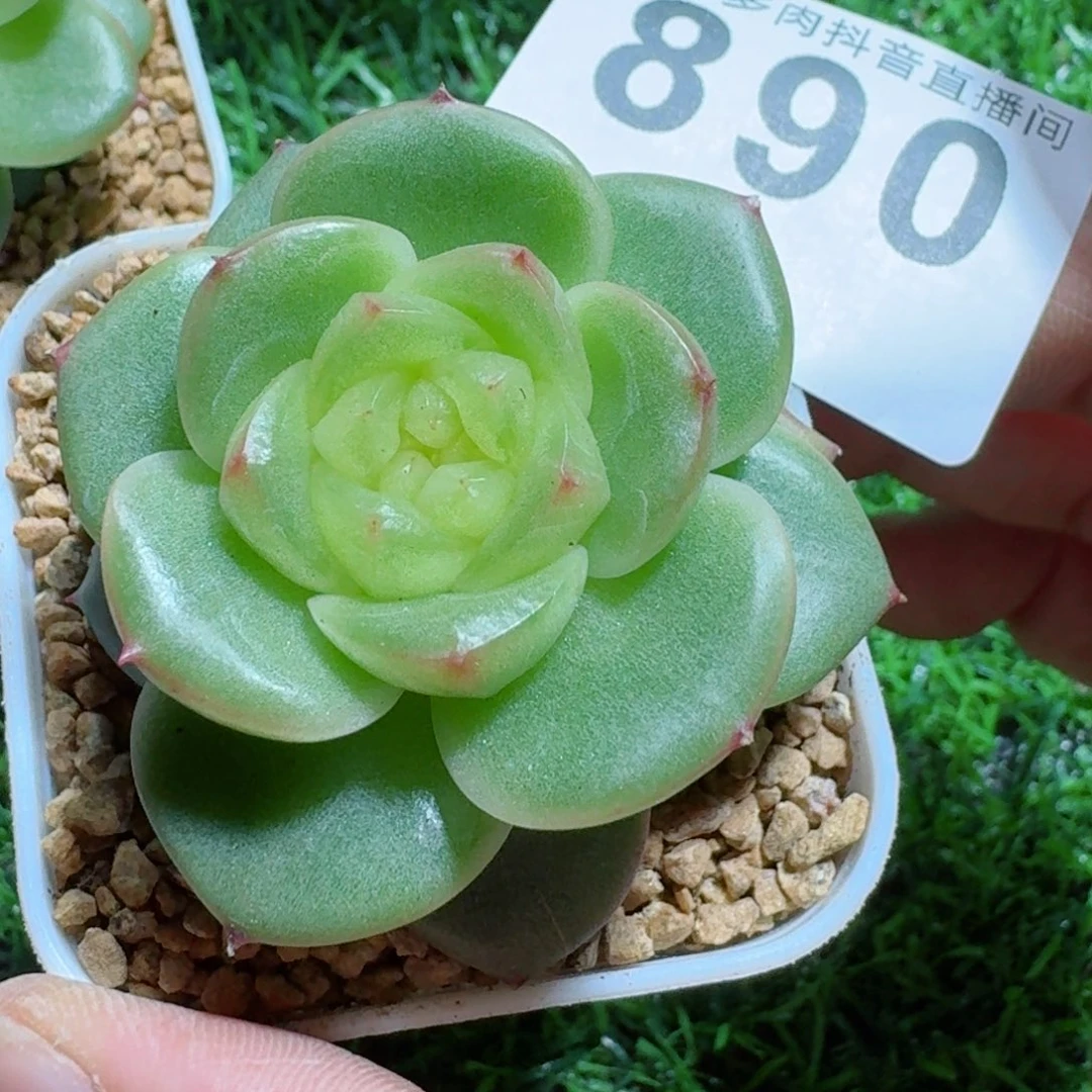 玉芷珍妮         精品多肉
