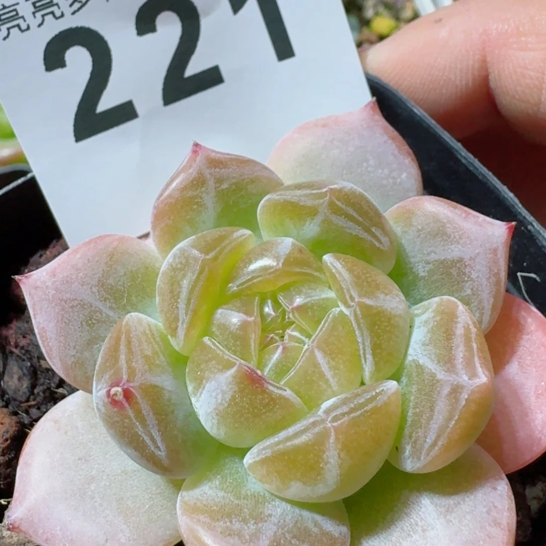 星辰珍妮         精品多肉