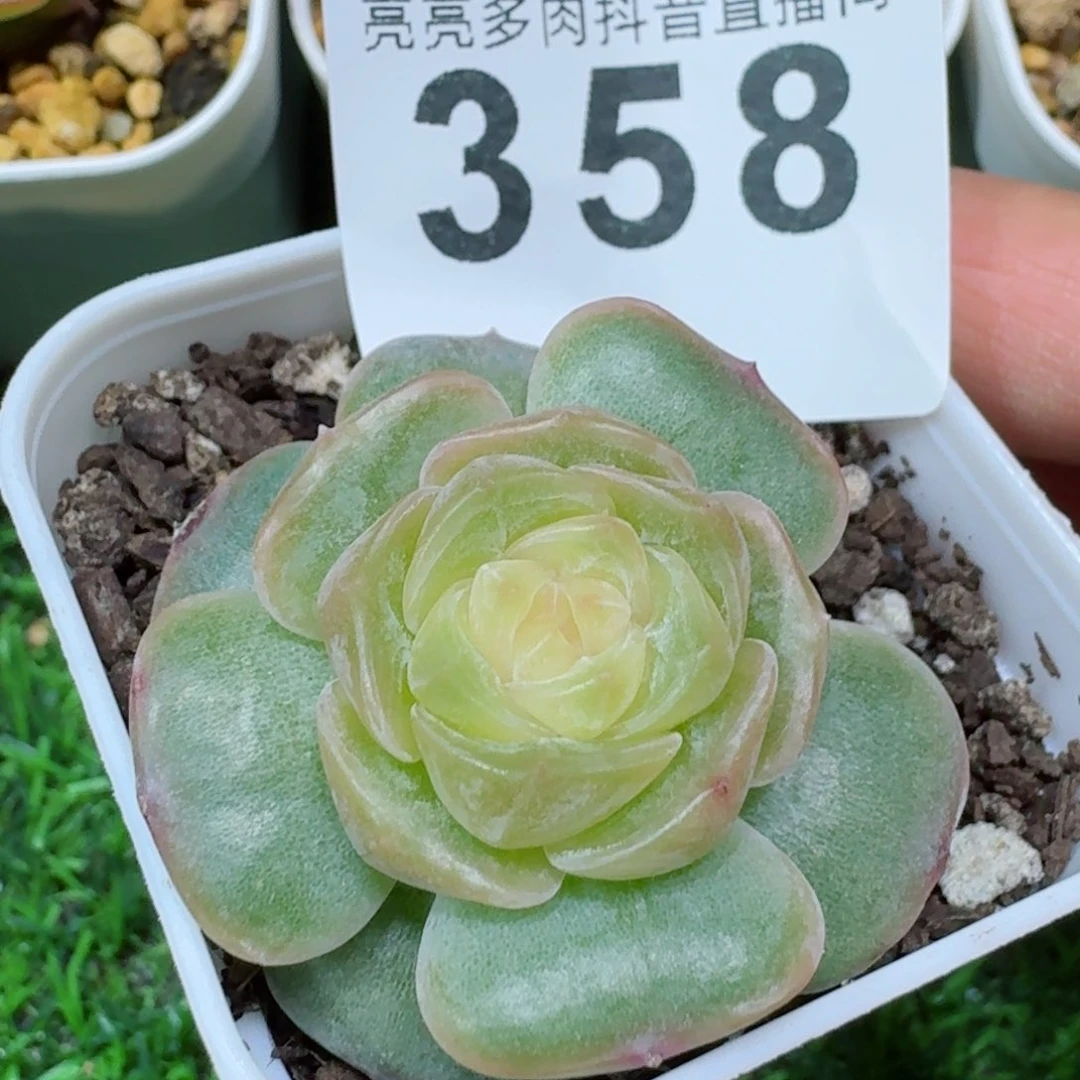 彩色恋人         精品多肉