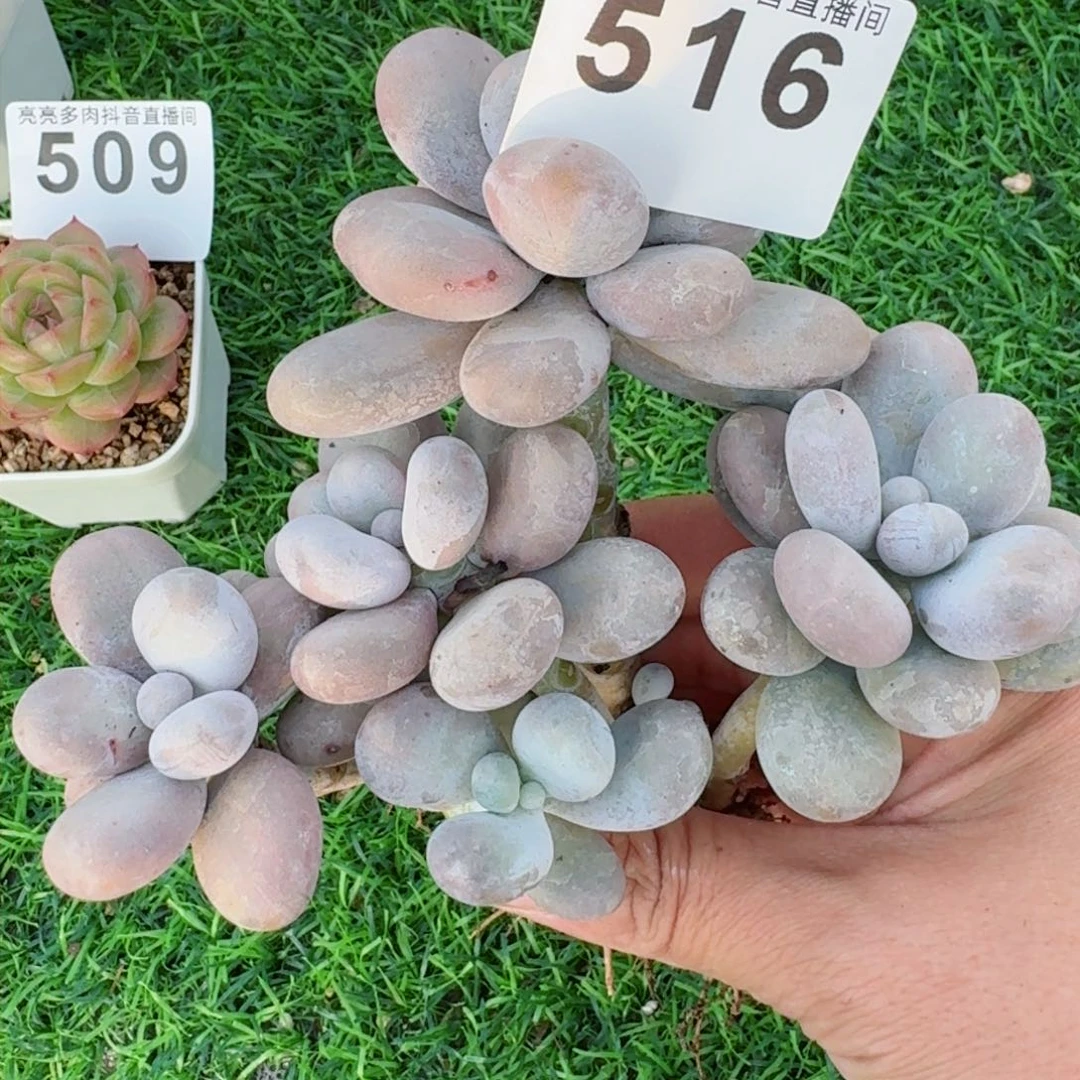 M****r原始奶         精品多肉