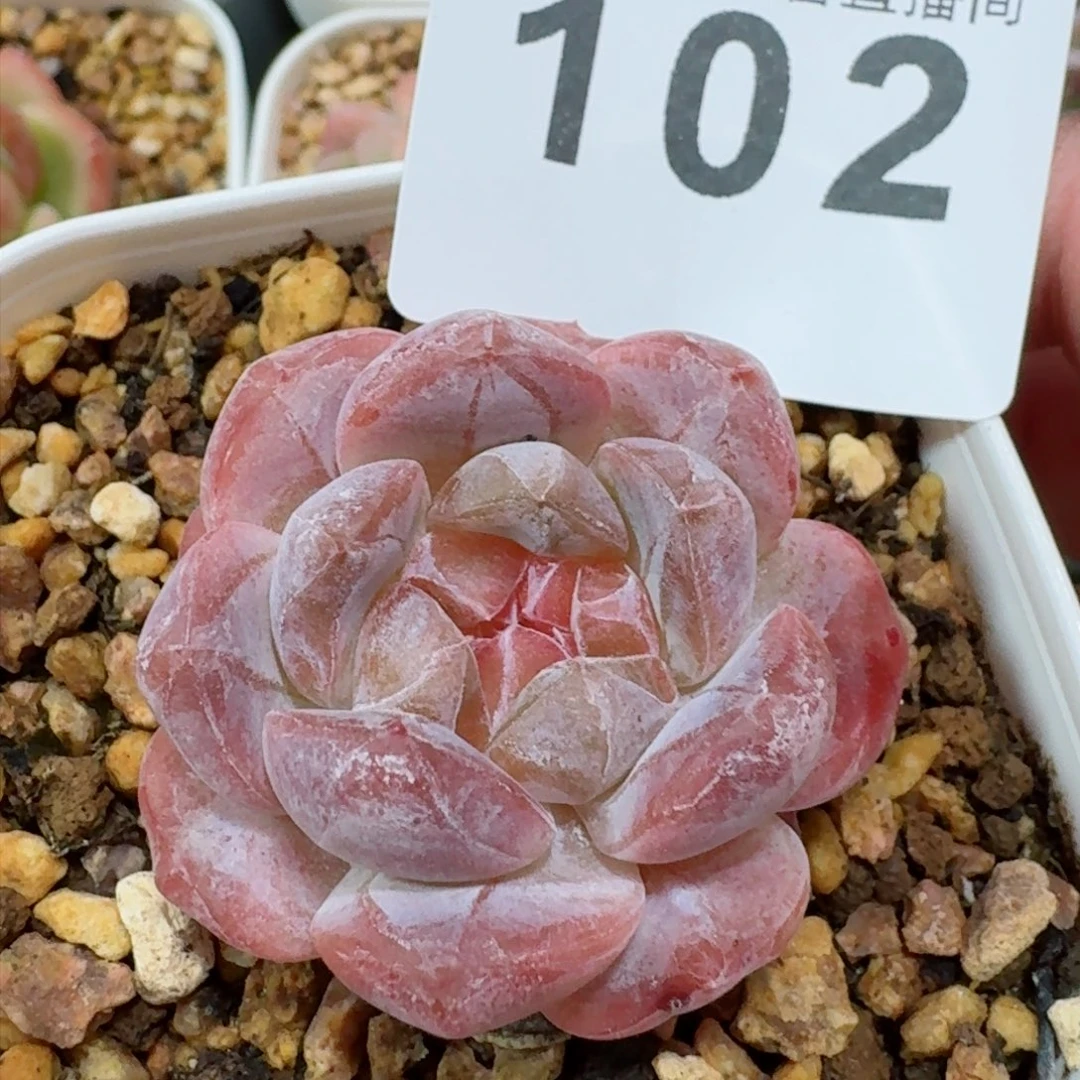 伊丽莎白 精品多肉